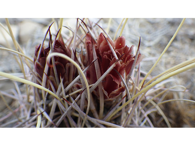 Glandulicactus uncinatus var. wrightii (Chihuahuan fishhook cactus) #76508