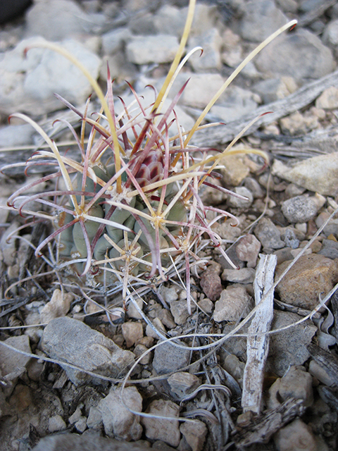 Glandulicactus uncinatus var. wrightii (Chihuahuan fishhook cactus) #76509