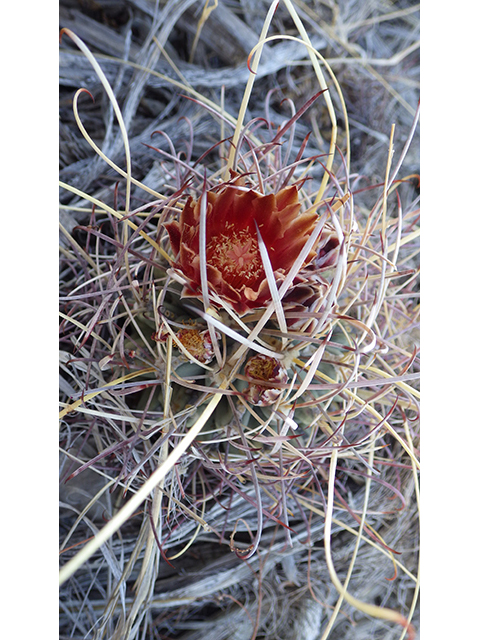 Glandulicactus uncinatus var. wrightii (Chihuahuan fishhook cactus) #76510