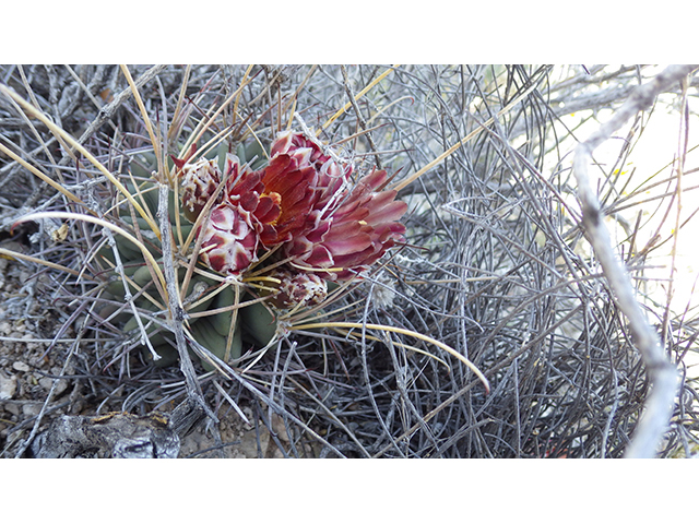 Glandulicactus uncinatus var. wrightii (Chihuahuan fishhook cactus) #76511