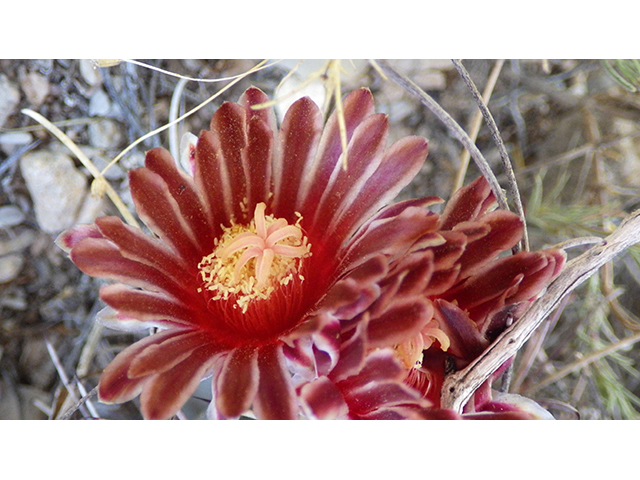 Glandulicactus uncinatus var. wrightii (Chihuahuan fishhook cactus) #76513
