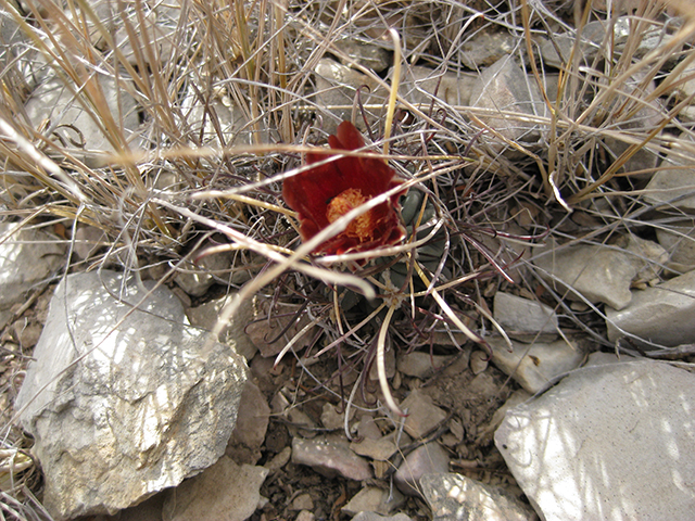 Glandulicactus uncinatus var. wrightii (Chihuahuan fishhook cactus) #76514