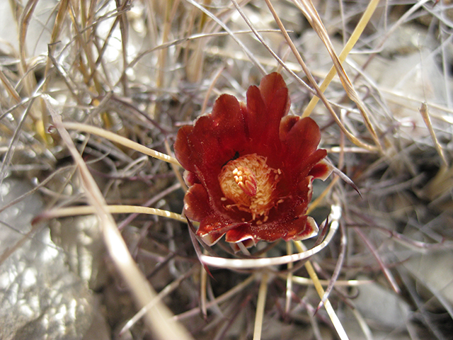 Glandulicactus uncinatus var. wrightii (Chihuahuan fishhook cactus) #76515