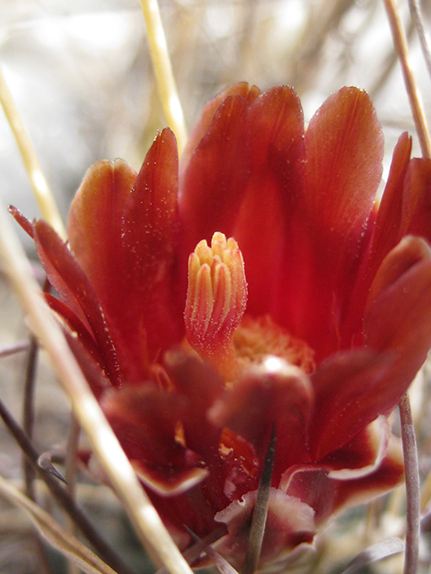Glandulicactus uncinatus var. wrightii (Chihuahuan fishhook cactus) #76516