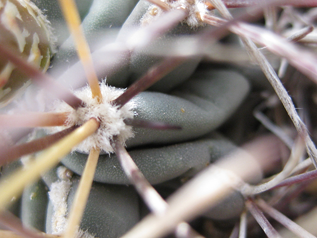 Glandulicactus uncinatus var. wrightii (Chihuahuan fishhook cactus) #76517