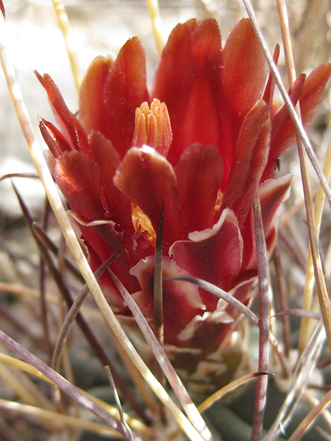 Glandulicactus uncinatus var. wrightii (Chihuahuan fishhook cactus) #76519