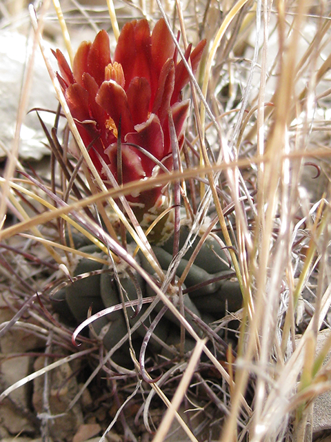 Glandulicactus uncinatus var. wrightii (Chihuahuan fishhook cactus) #76520