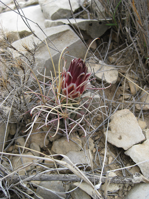 Glandulicactus uncinatus var. wrightii (Chihuahuan fishhook cactus) #76522