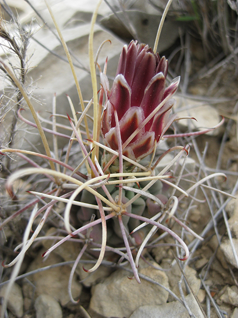 Glandulicactus uncinatus var. wrightii (Chihuahuan fishhook cactus) #76523