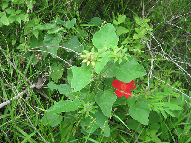 Hibiscus martianus (Heartleaf rosemallow) #76528