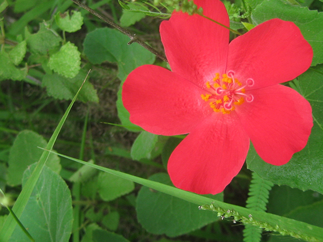 Hibiscus martianus (Heartleaf rosemallow) #76531
