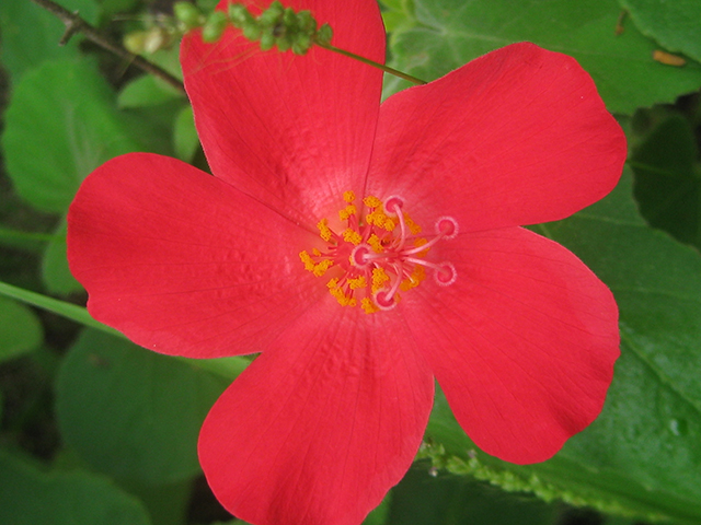 Hibiscus martianus (Heartleaf rosemallow) #76532