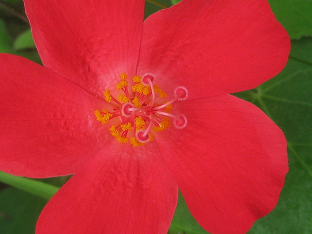 Hibiscus martianus (Heartleaf rosemallow) #76533