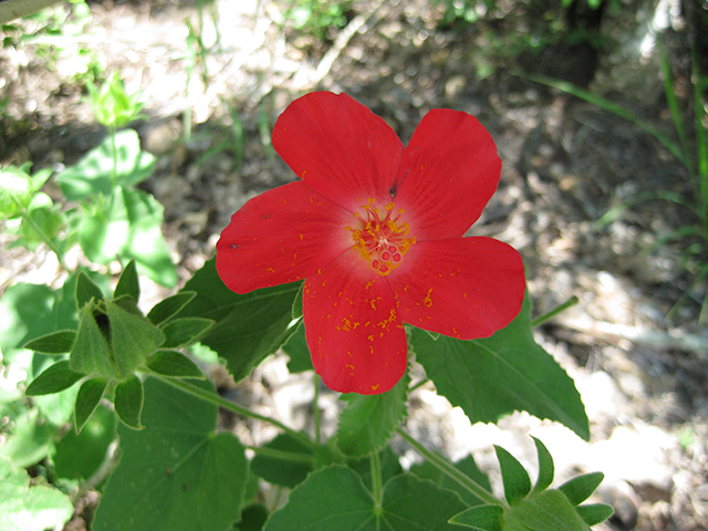 Hibiscus martianus (Heartleaf rosemallow) #76535