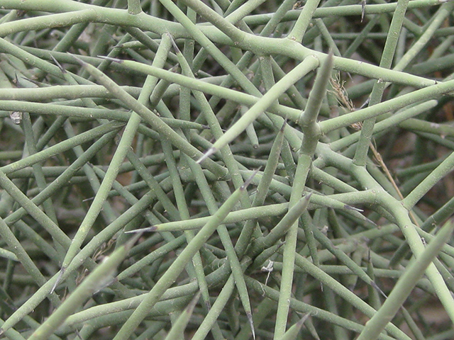 Koeberlinia spinosa (Crown of thorns) #76548