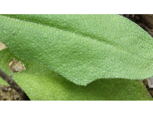 Lesquerella thamnophila (Zapata bladderpod) #76579
