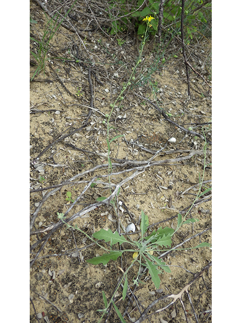 Lesquerella thamnophila (Zapata bladderpod) #76582