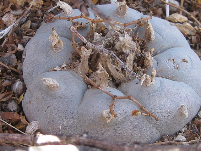 Lophophora williamsii (Peyote) #76593