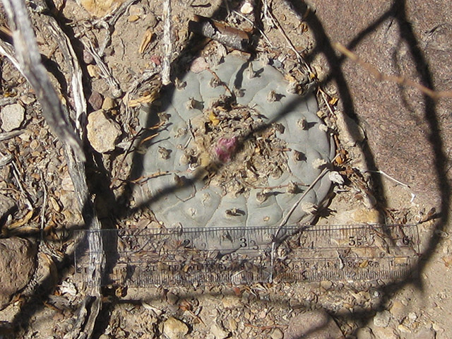Lophophora williamsii (Peyote) #76594