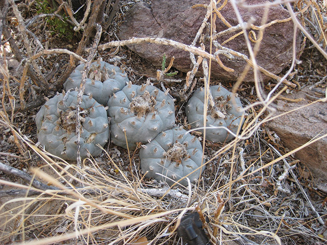 Lophophora williamsii (Peyote) #76596