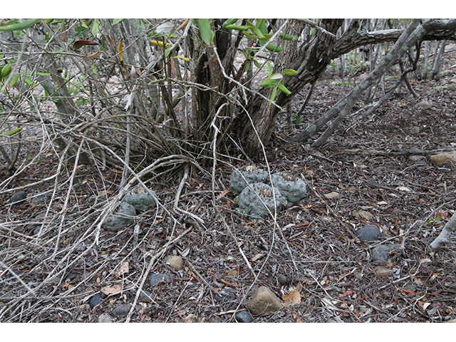 Lophophora williamsii (Peyote) #76601
