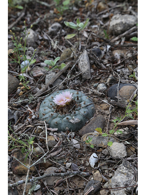 Lophophora williamsii (Peyote) #76604