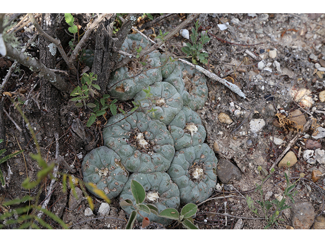 Lophophora williamsii (Peyote) #76606