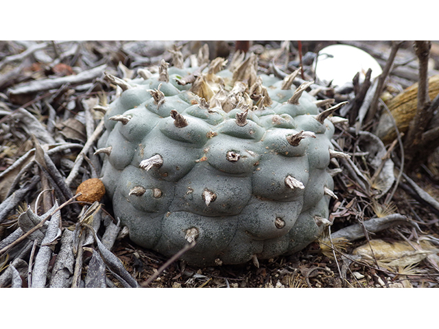 Lophophora williamsii (Peyote) #76608