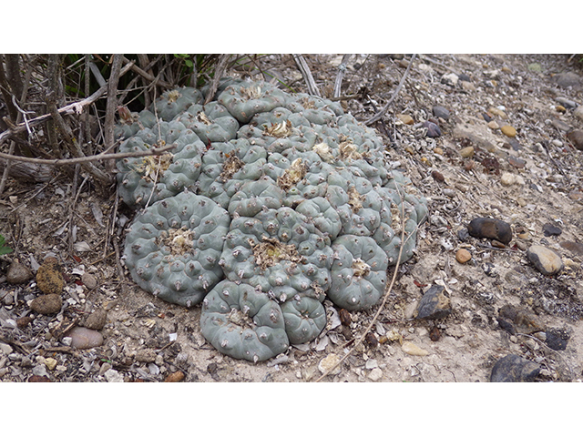Lophophora williamsii (Peyote) #76611