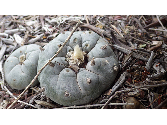 Lophophora williamsii (Peyote) #76615