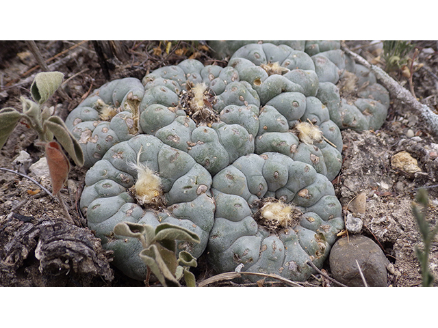 Lophophora williamsii (Peyote) #76618