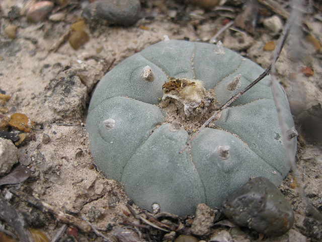 Lophophora williamsii (Peyote) #76633