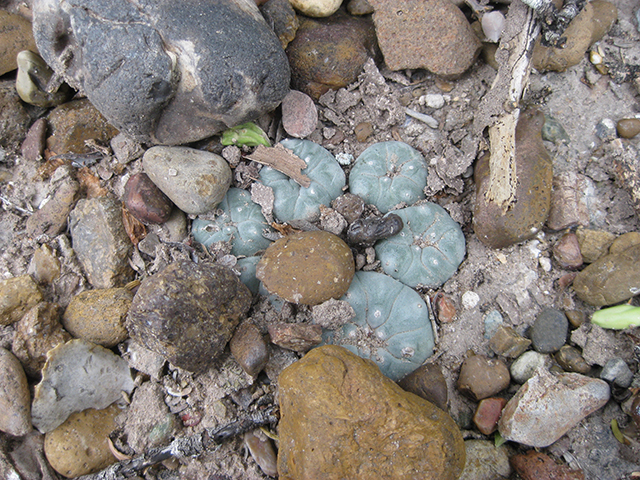 Lophophora williamsii (Peyote) #76634