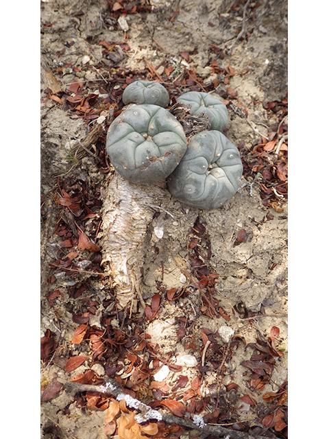 Lophophora williamsii (Peyote) #76637
