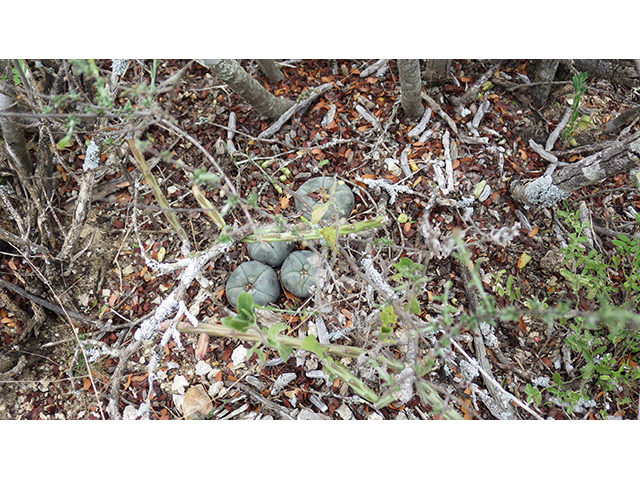 Lophophora williamsii (Peyote) #76638