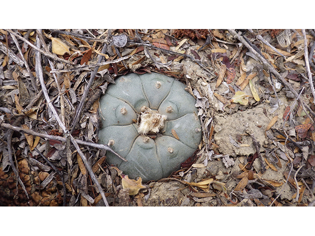 Lophophora williamsii (Peyote) #76640