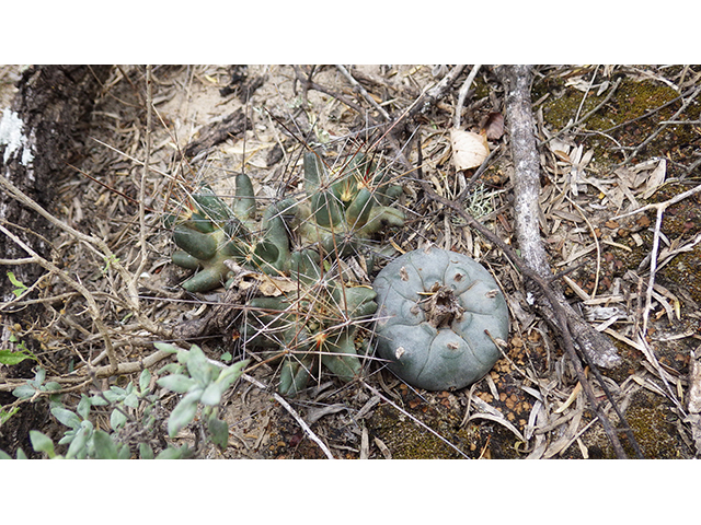 Lophophora williamsii (Peyote) #76641