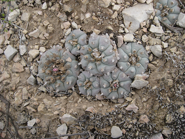 Lophophora williamsii (Peyote) #76644