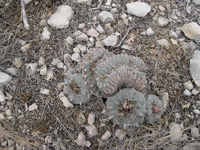 Lophophora williamsii (Peyote) #76645