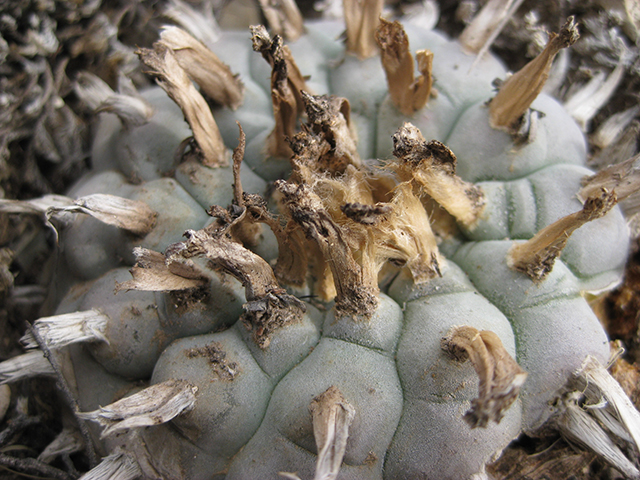 Lophophora williamsii (Peyote) #76646