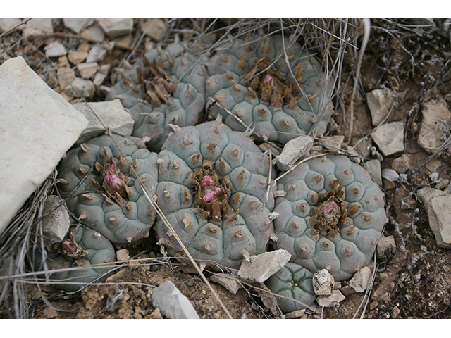 Lophophora williamsii (Peyote) #76650