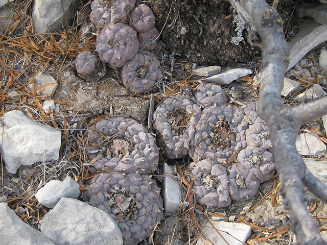 Lophophora williamsii (Peyote) #76654
