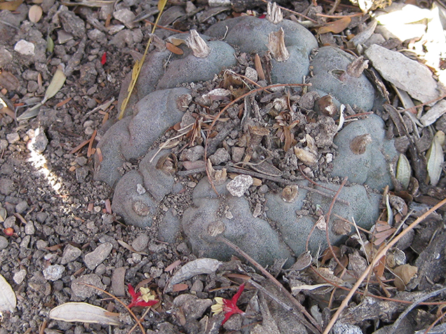 Lophophora williamsii (Peyote) #76657