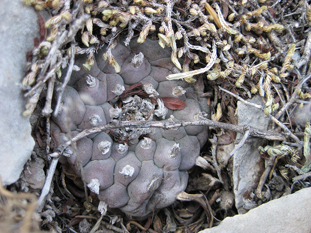 Lophophora williamsii (Peyote) #76658
