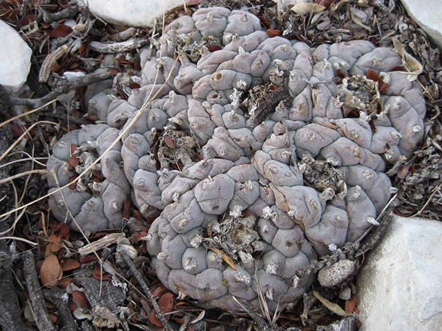 Lophophora williamsii (Peyote) #76659