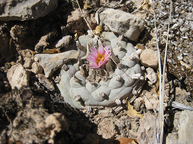 Lophophora williamsii (Peyote) #76661