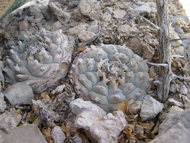 Lophophora williamsii (Peyote) #76664