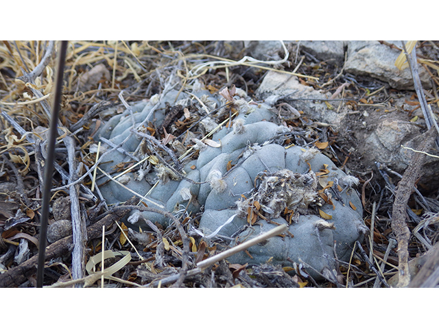 Lophophora williamsii (Peyote) #76669