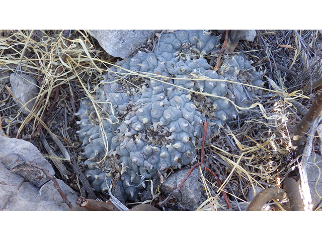 Lophophora williamsii (Peyote) #76671