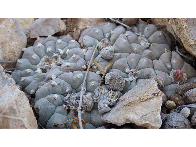 Lophophora williamsii (Peyote) #76681